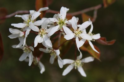 Amelanchier canadensis - muchovník kanadský - květenství
